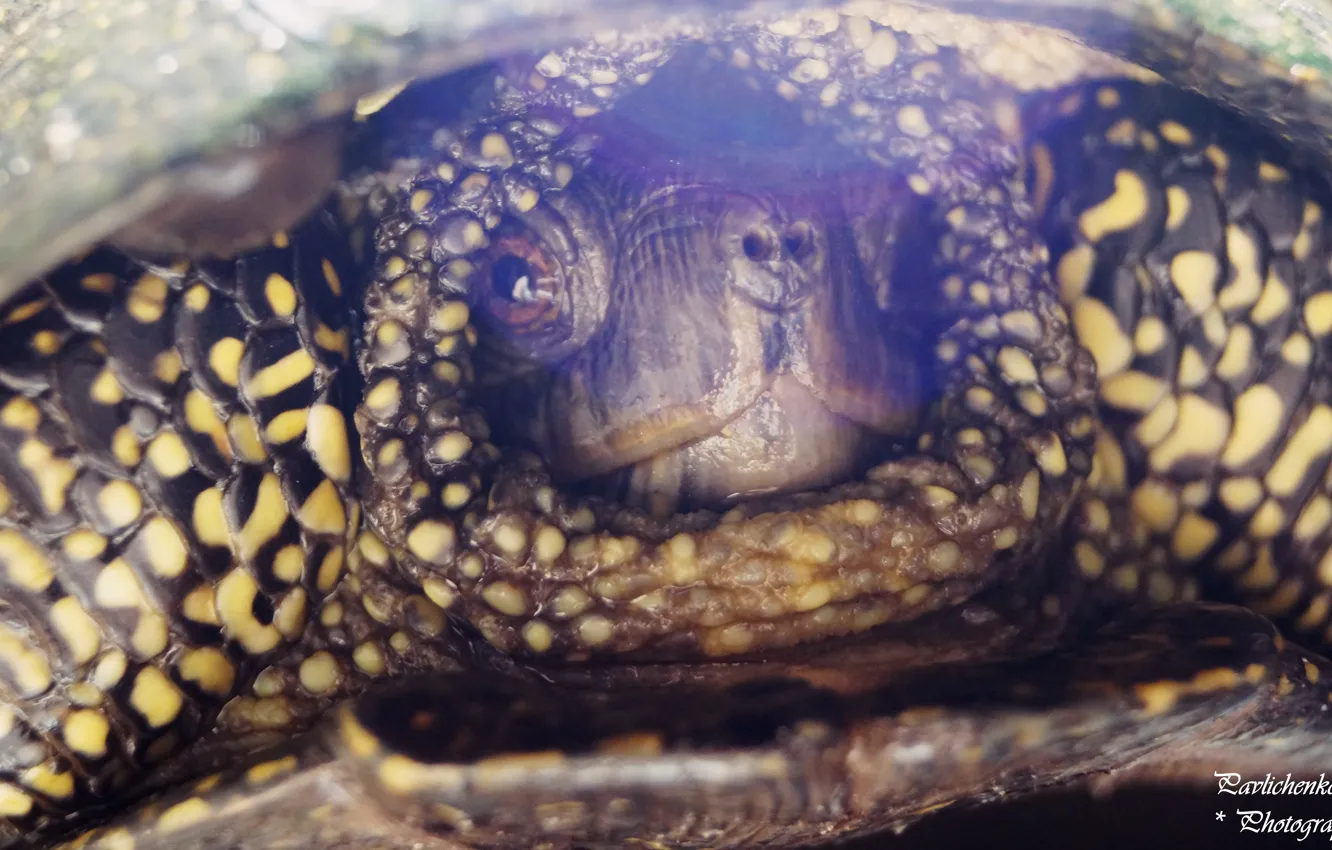 Photo wallpaper turtle, Ukraine, amphibian