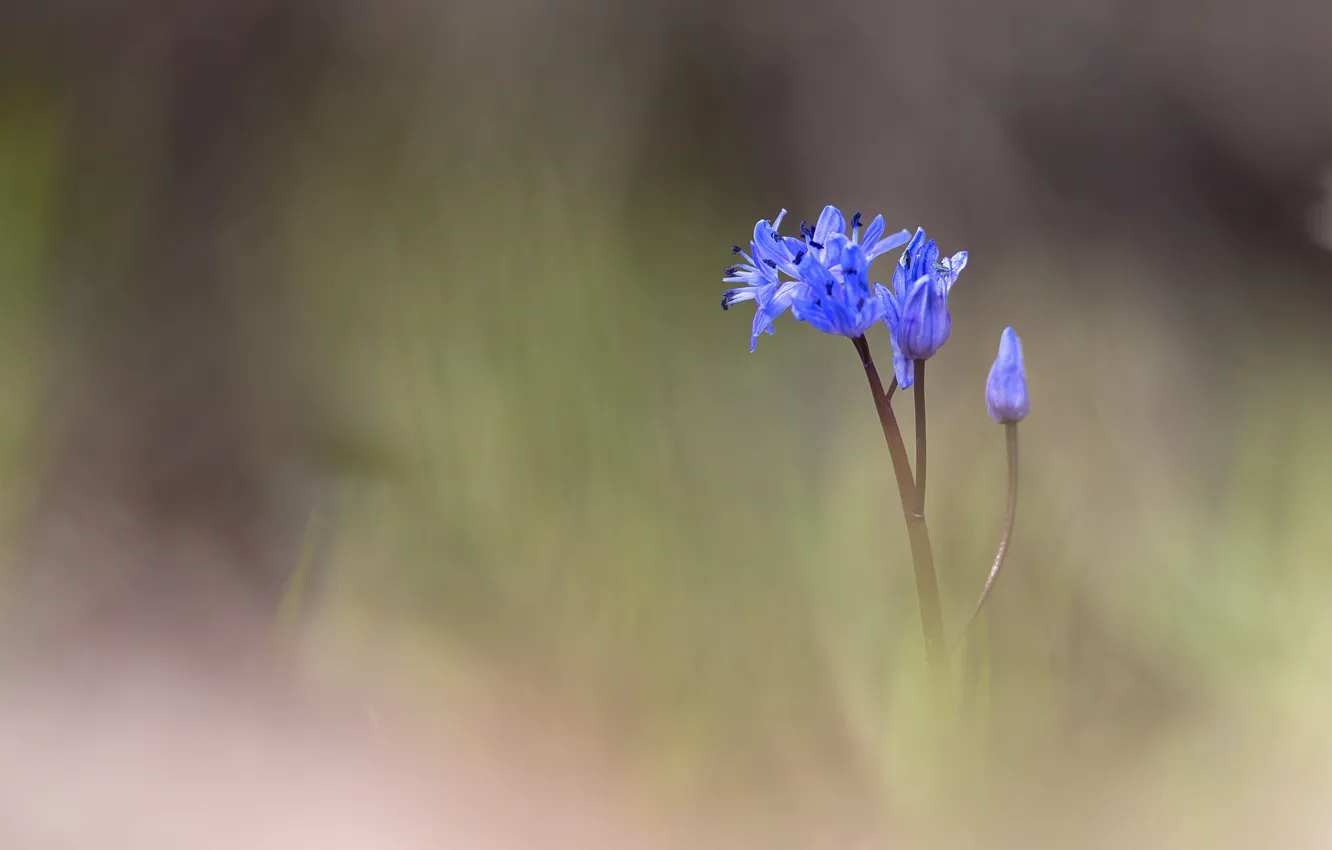Photo wallpaper flower, blue, blur, buds
