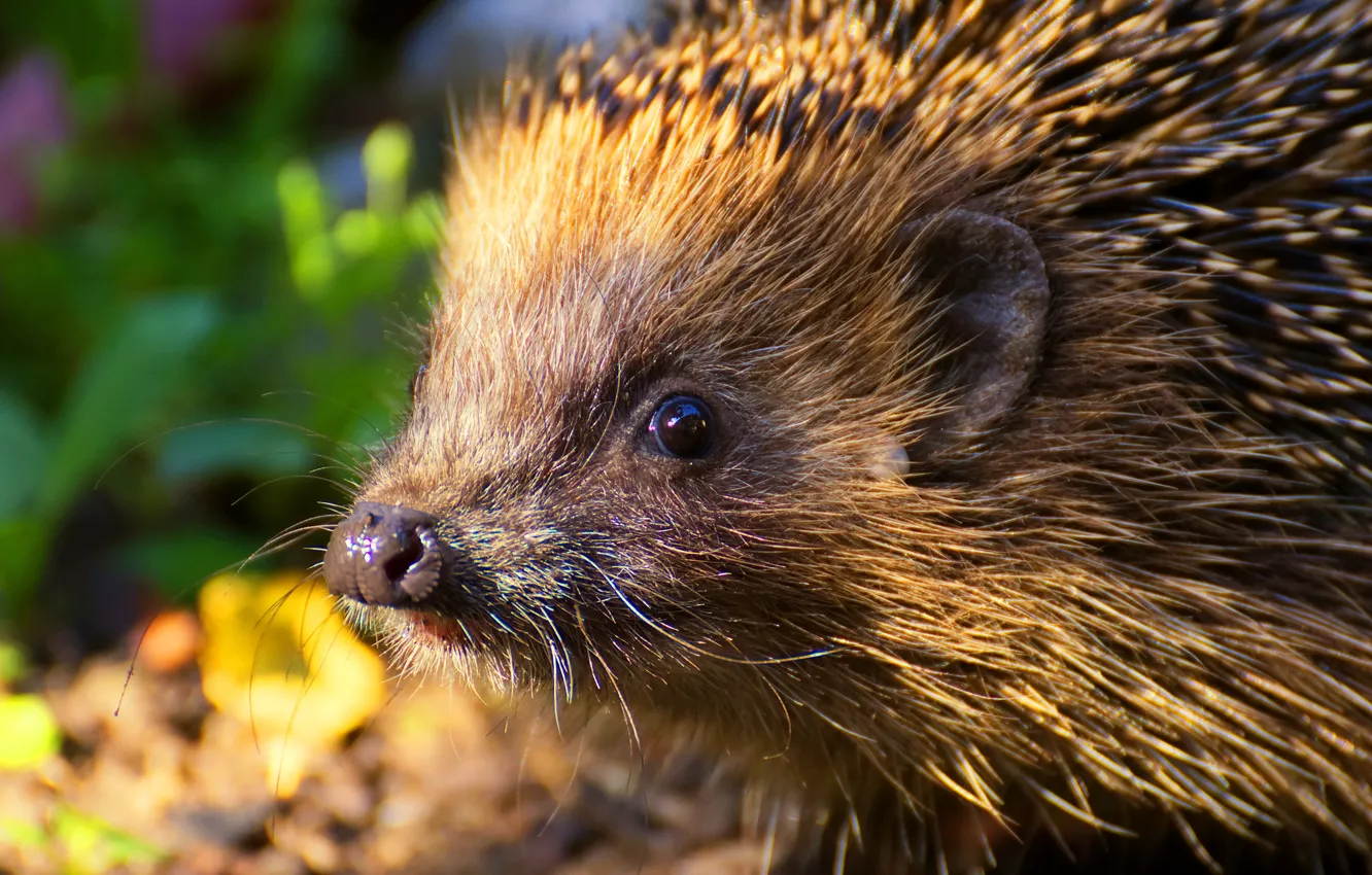 Photo wallpaper look, close-up, needles, nature, portrait, nose, muzzle, hedgehog