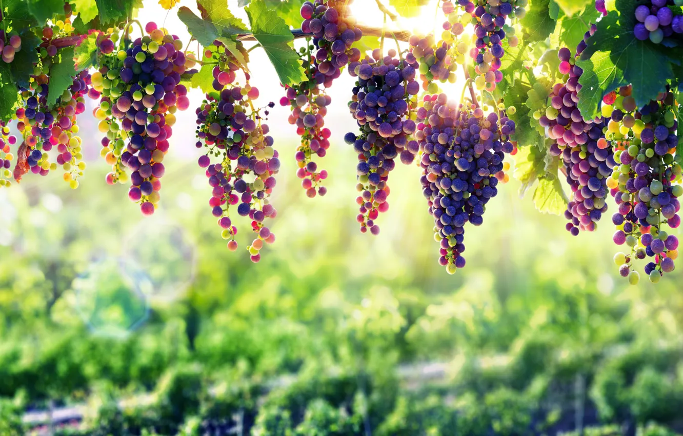 Photo wallpaper nature, grape, fruit, vine, natural beauty, winery