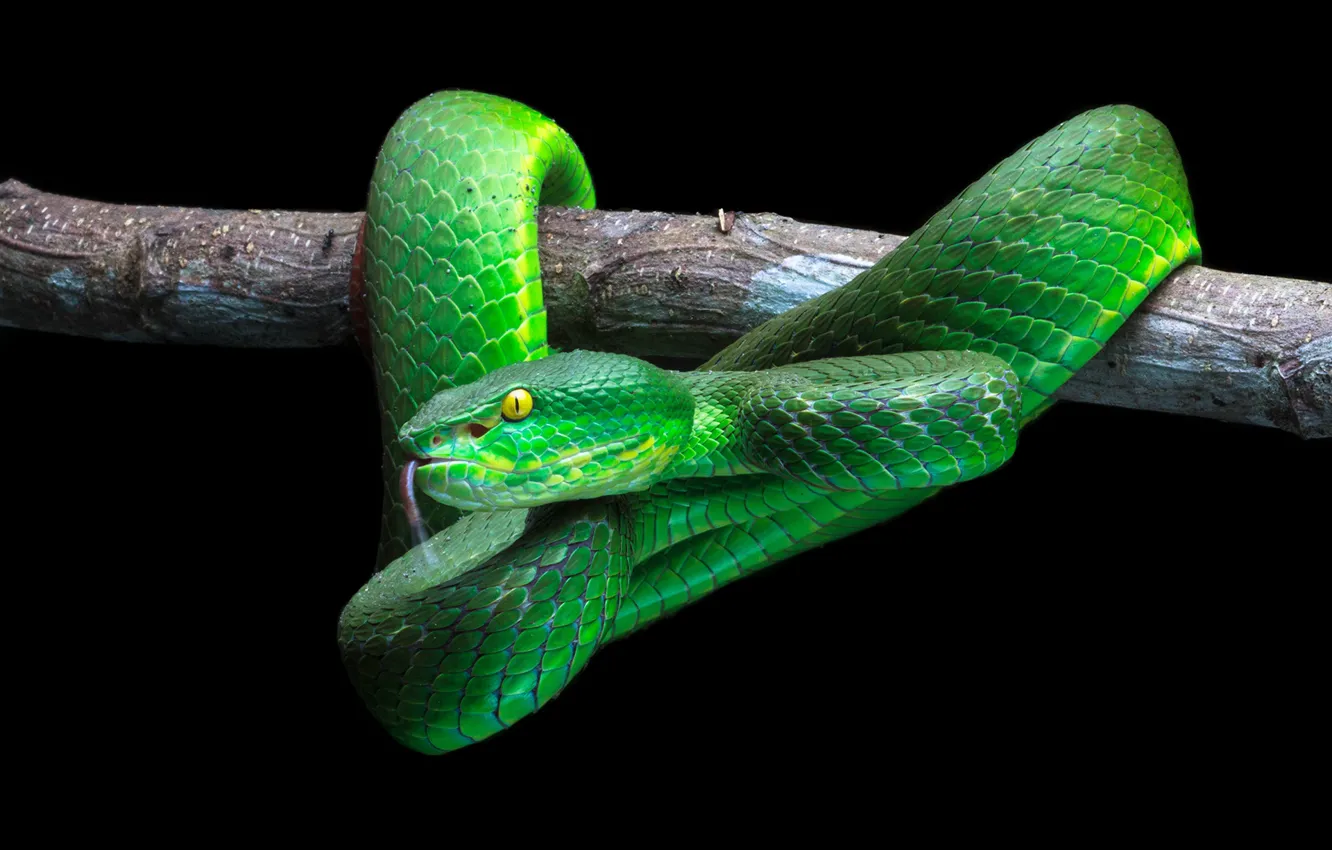 Photo wallpaper green, wood, Snake