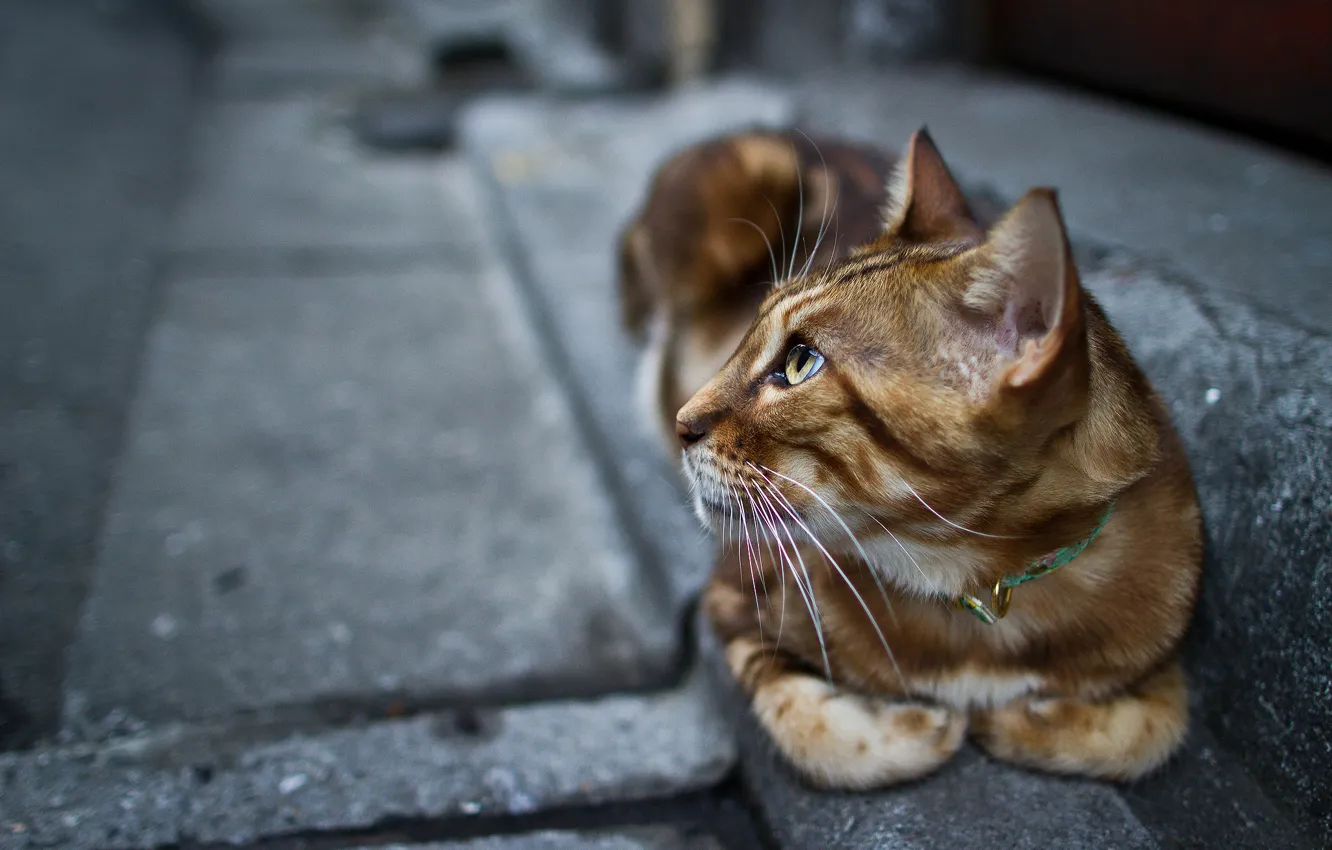 Photo wallpaper cat, cat, look, paws, collar, Kote