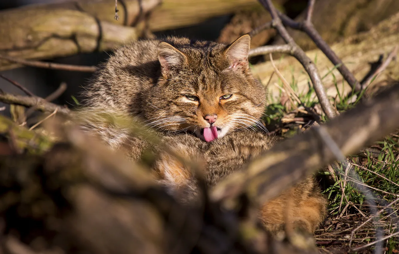 Photo wallpaper language, cat, face, light, branches, pose, log, licking