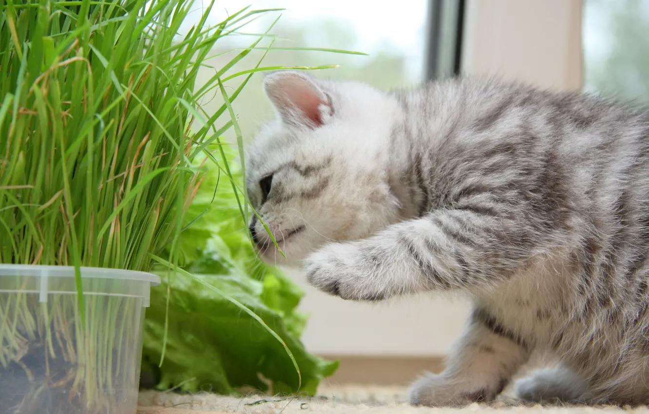 Photo wallpaper cat, kitty, pretty