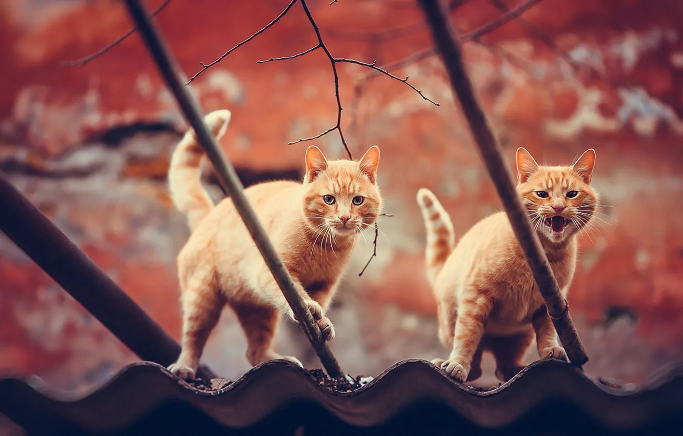 Photo wallpaper roof, autumn, cats, branches, nature, cats, pair, kittens