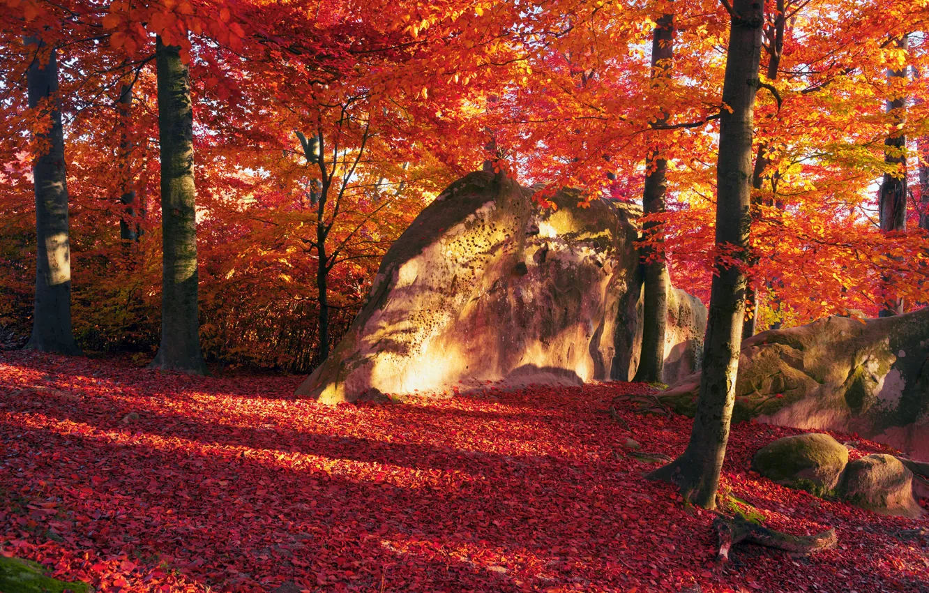 Photo wallpaper autumn, forest, leaves, trees, stones, paint, Sunny