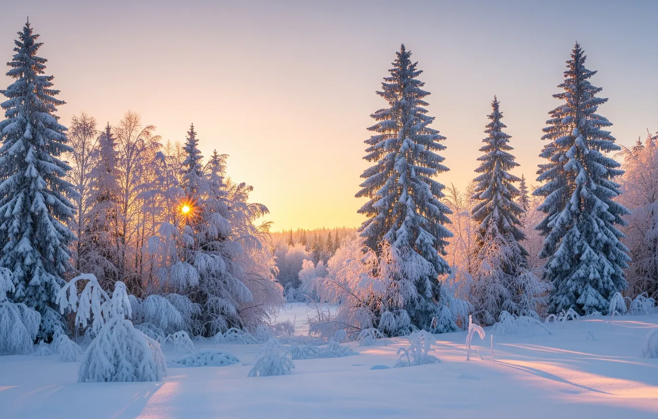 Photo wallpaper forest, snow, trees