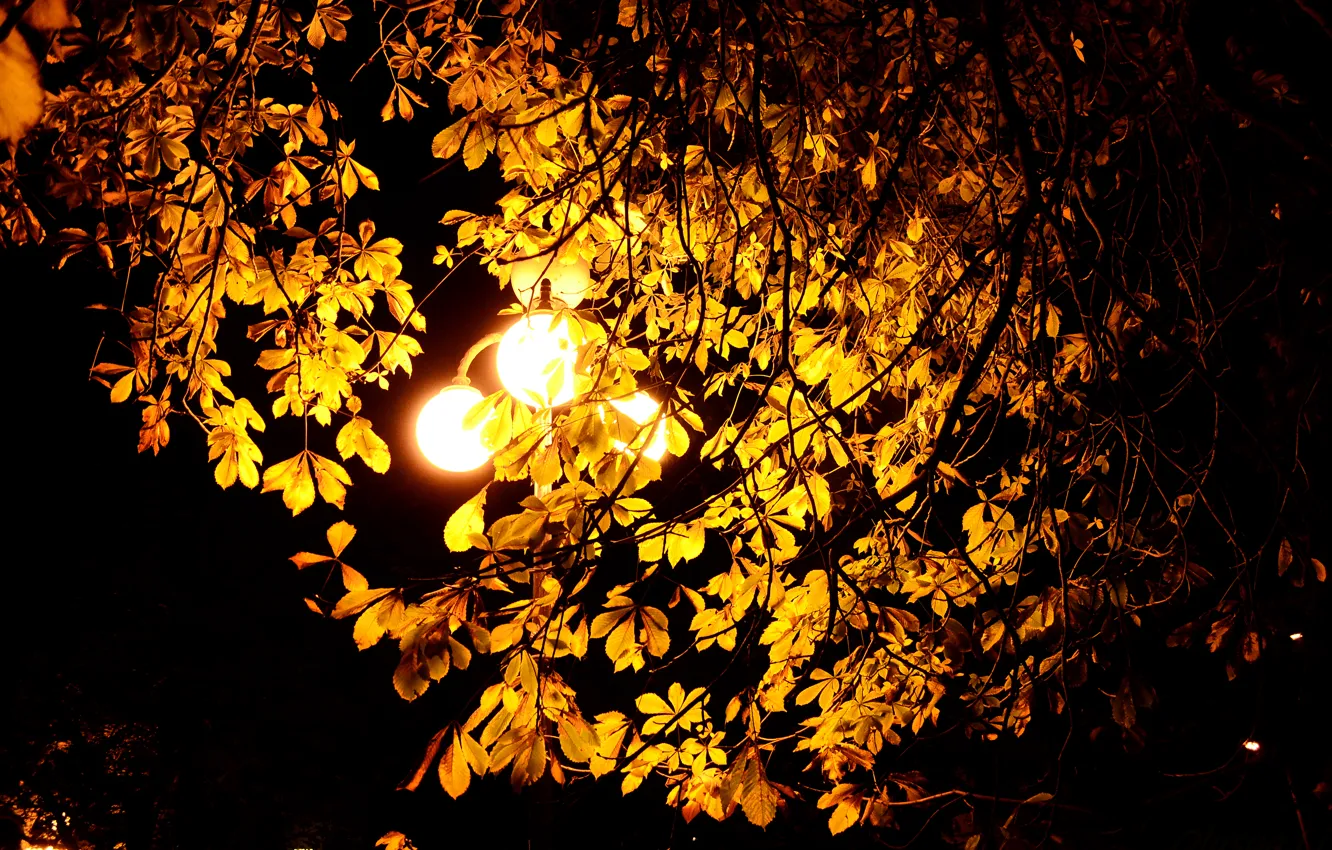 Photo wallpaper autumn, leaves, light, night, Wallpaper, lantern, chestnut