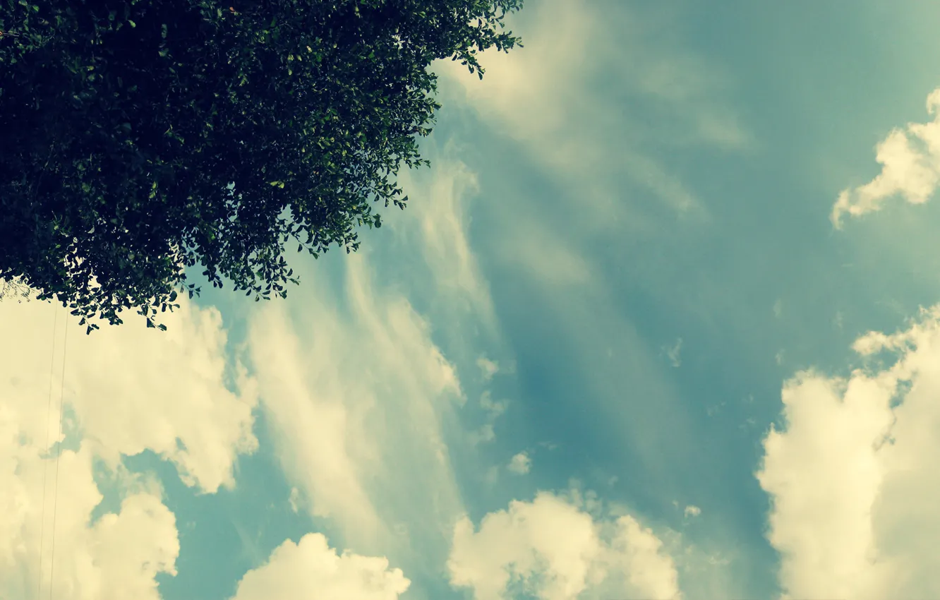 Photo wallpaper the sky, clouds, light, tree