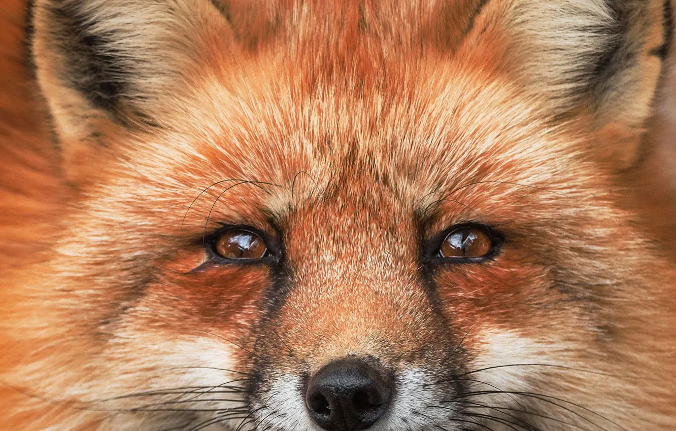 Photo wallpaper portrait, Fox, Fox, red face