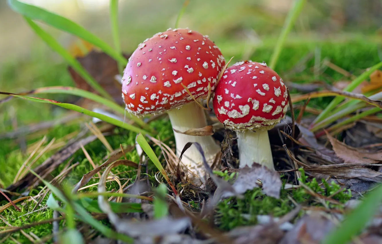 Photo wallpaper forest, grass, nature, mushrooms, mushroom
