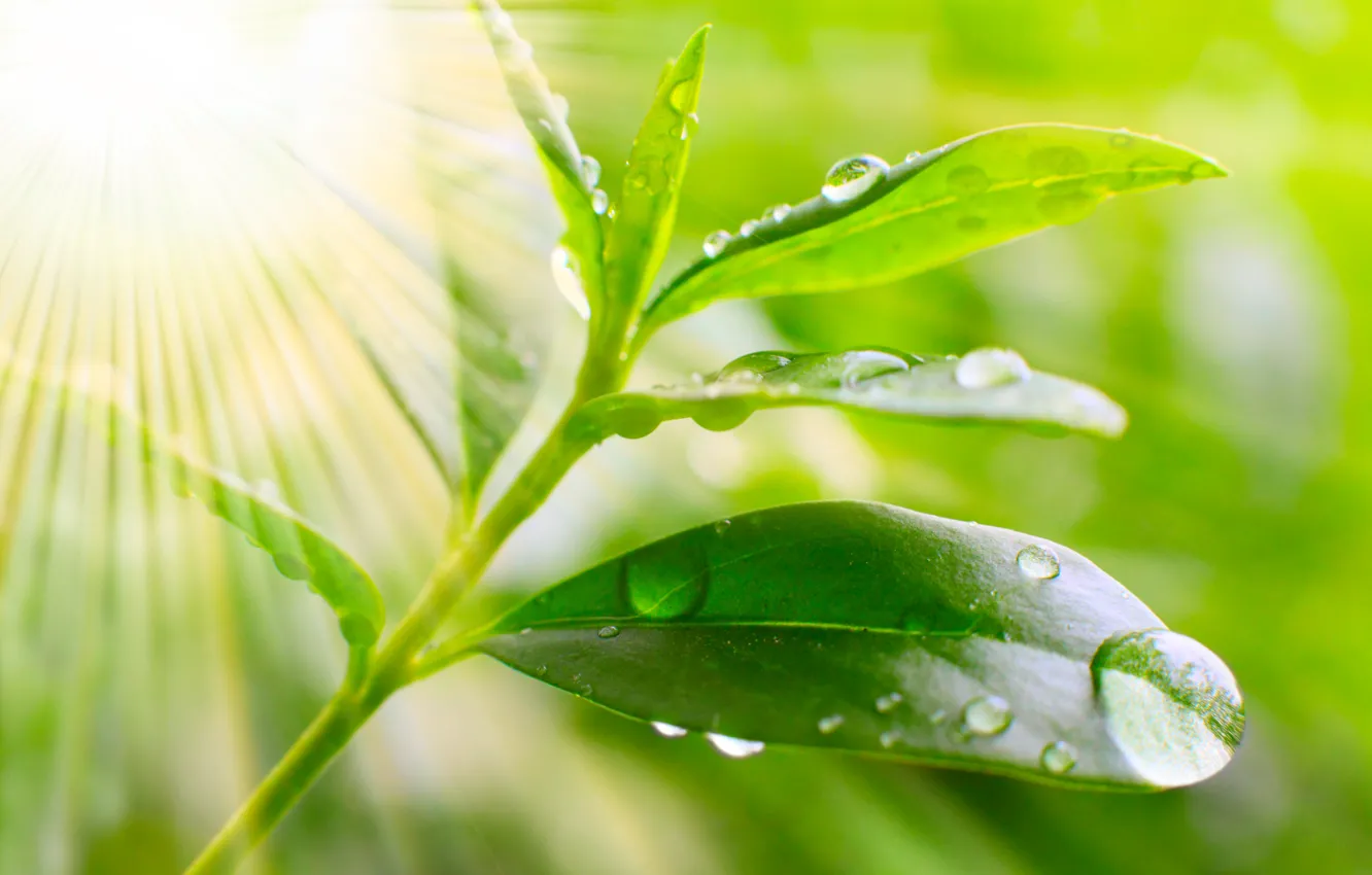 Photo wallpaper macro, nature, droplets, Rosa, morning, leaf, nature, the sun's rays