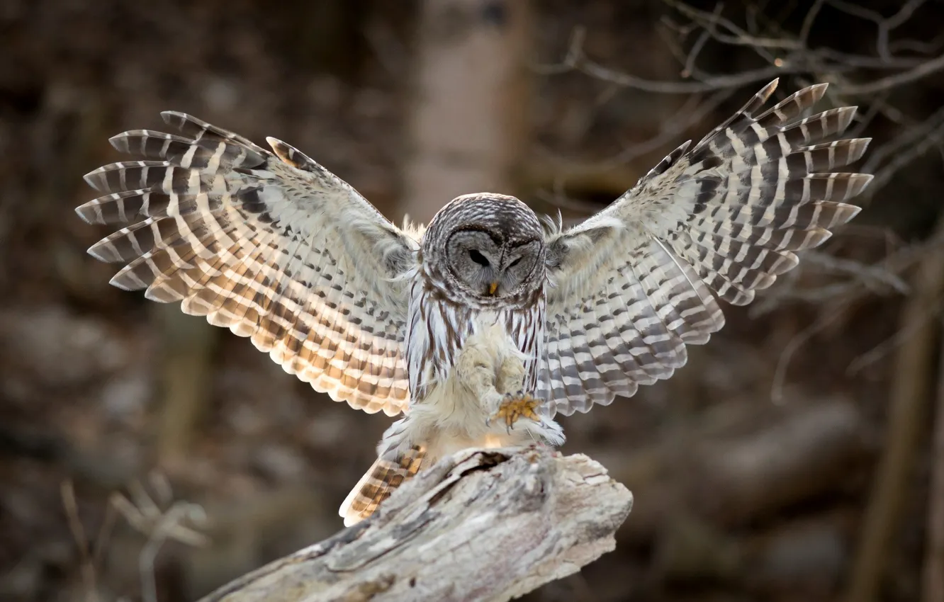 Photo wallpaper owl, bird, wings, feathers