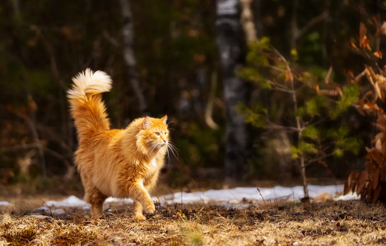 Photo wallpaper nature, red cat, walks by himself