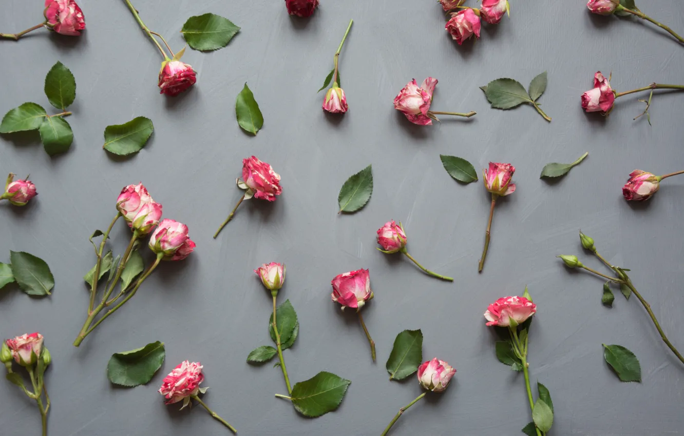 Photo wallpaper grey, background, roses, buds, Lazhko Svetlana