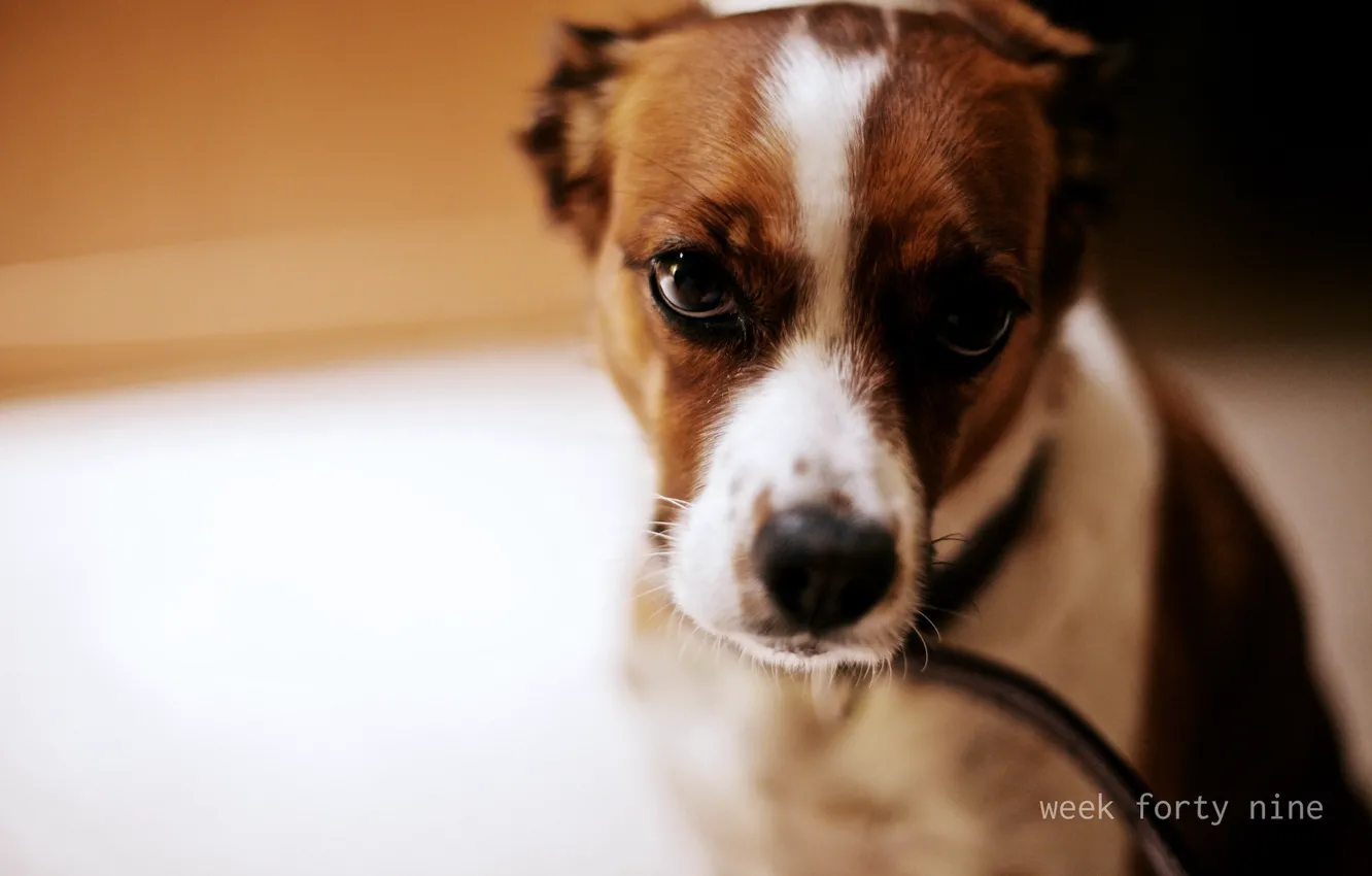 Photo wallpaper look, background, dog