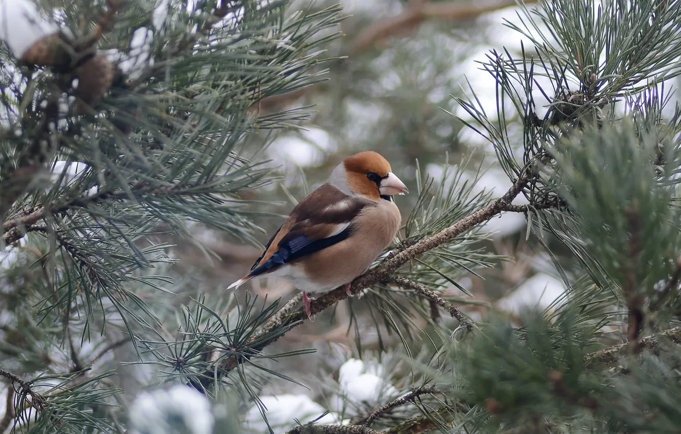 Photo wallpaper branches, bird, pine, Grosbeak, photohunt