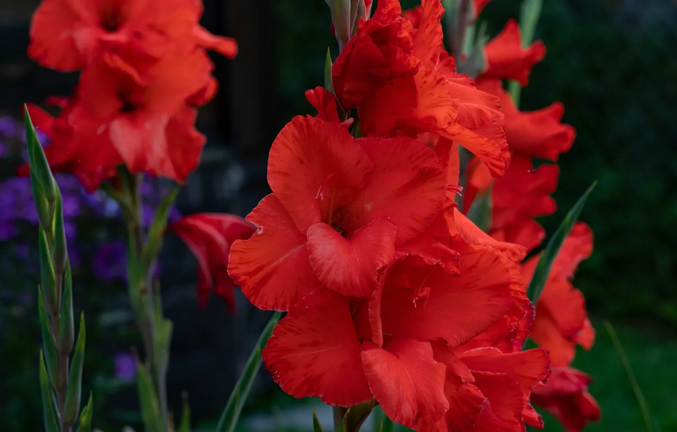 Photo wallpaper flowers, red, garden, gladiolus