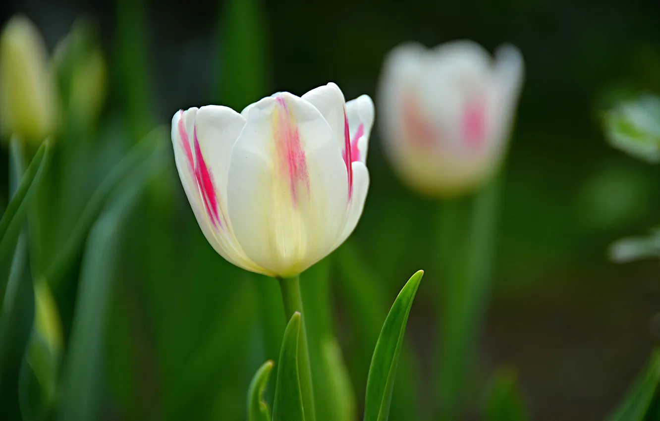 Photo wallpaper Spring, Tulip, Spring, White tulip