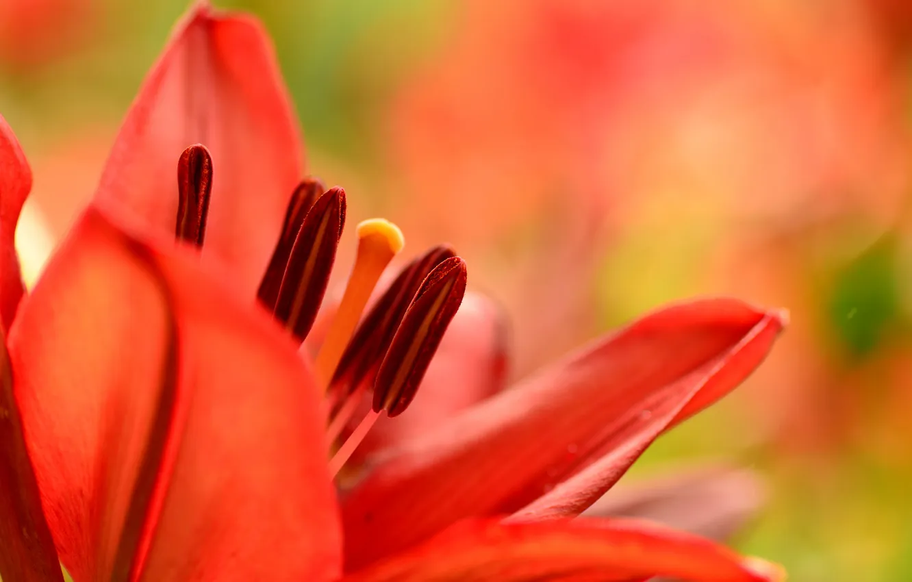 Photo wallpaper flowers, nature, petals, stamens