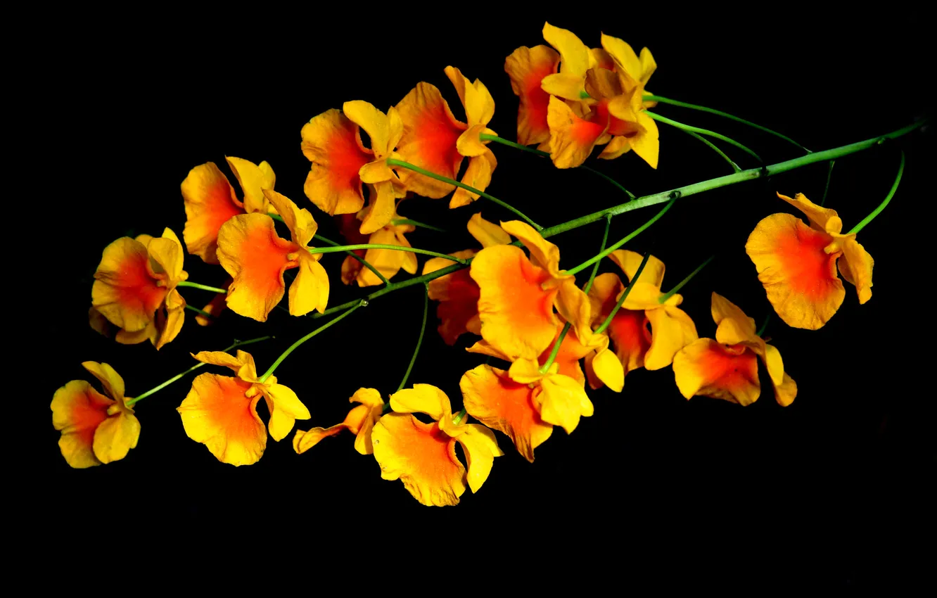 Photo wallpaper flowers, nature, background, plant, inflorescence