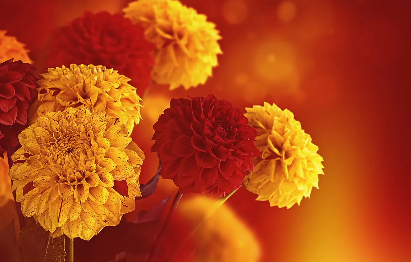 Photo wallpaper leaves, yellow, red, petals, buds, flowering, dahlias