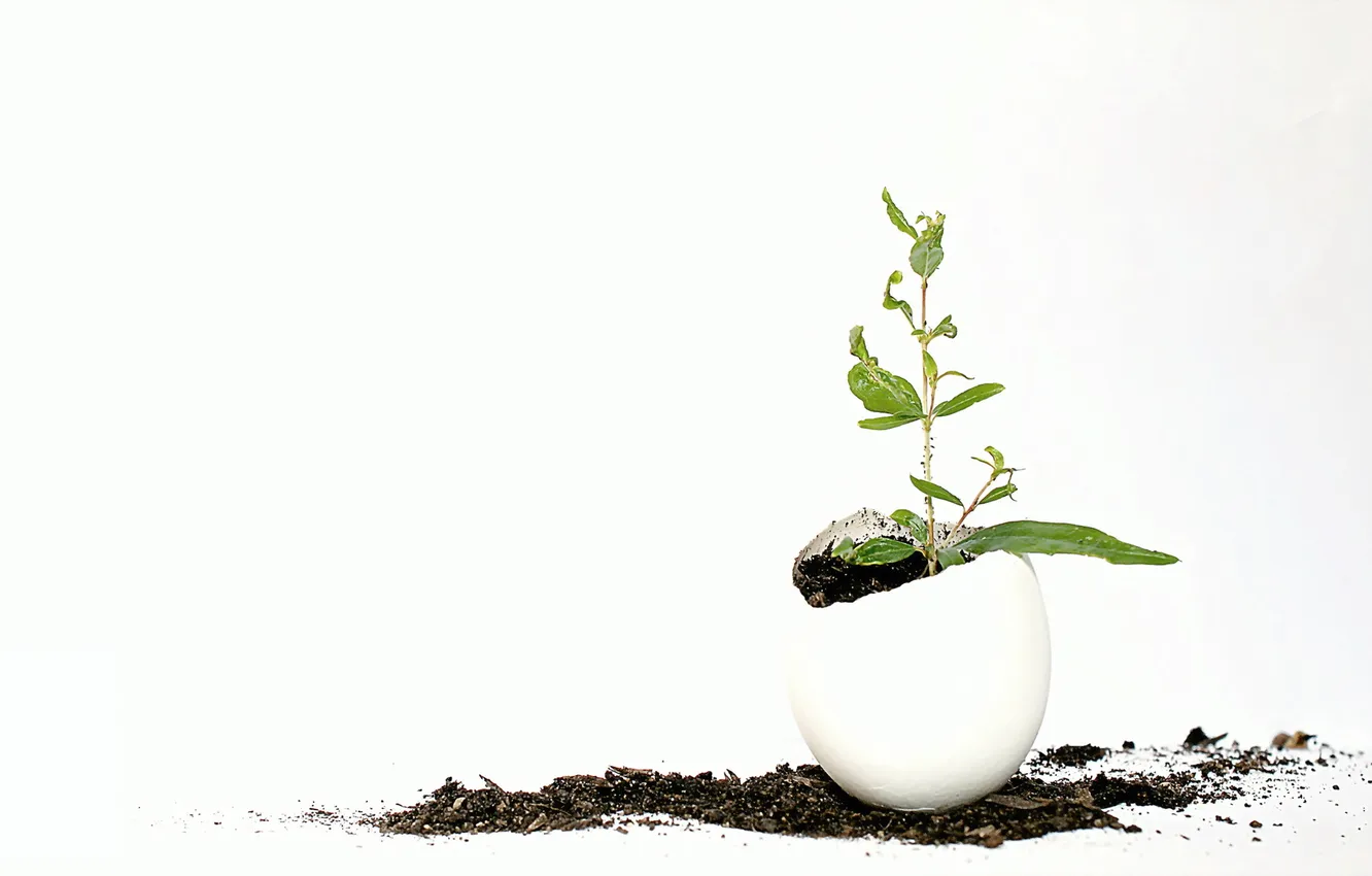 Photo wallpaper plant, egg, GMO