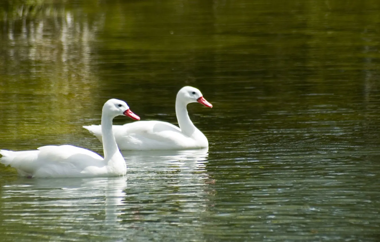 Photo wallpaper water, lake, pair, swans, float
