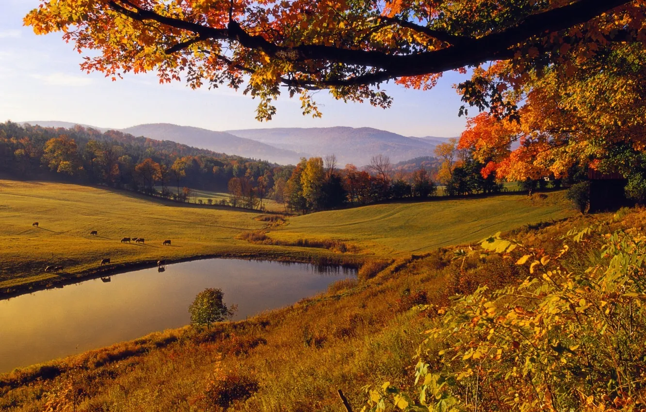 Photo wallpaper autumn, leaves, yellow, nature