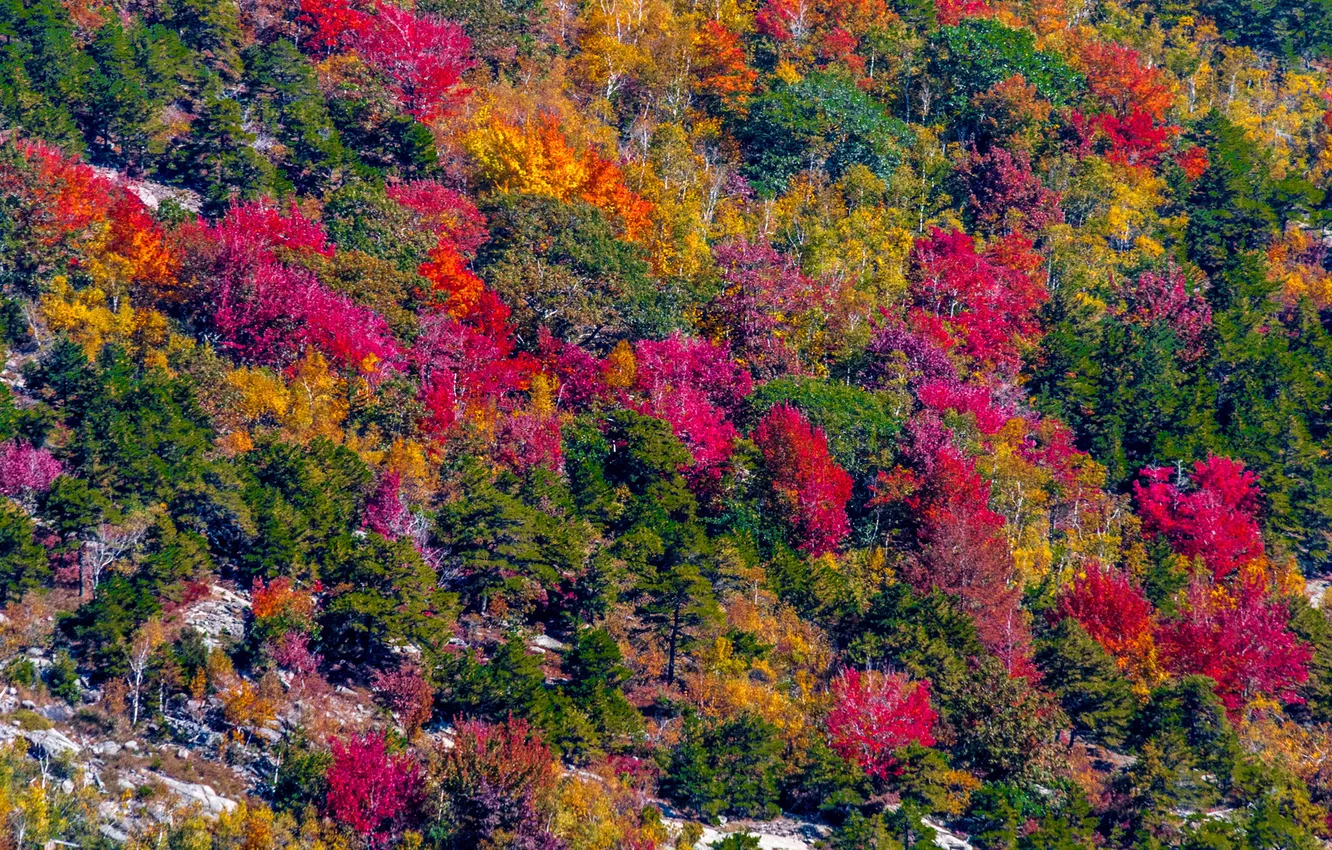 Photo wallpaper autumn, forest, leaves, trees, slope