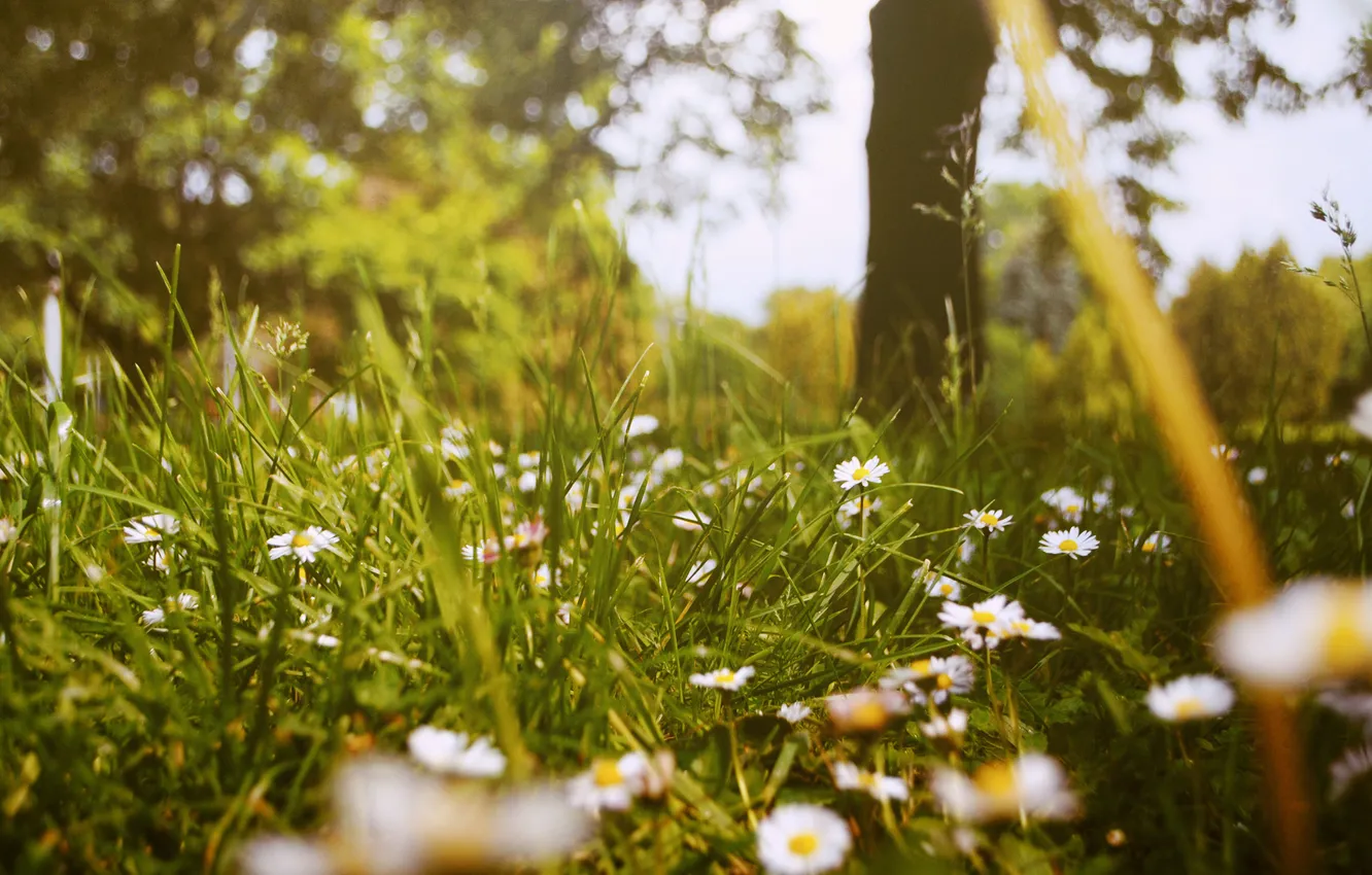 Photo wallpaper greens, grass, flowers, chamomile, white