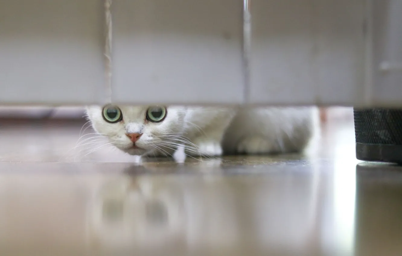 Photo wallpaper on the floor, hid, white cat