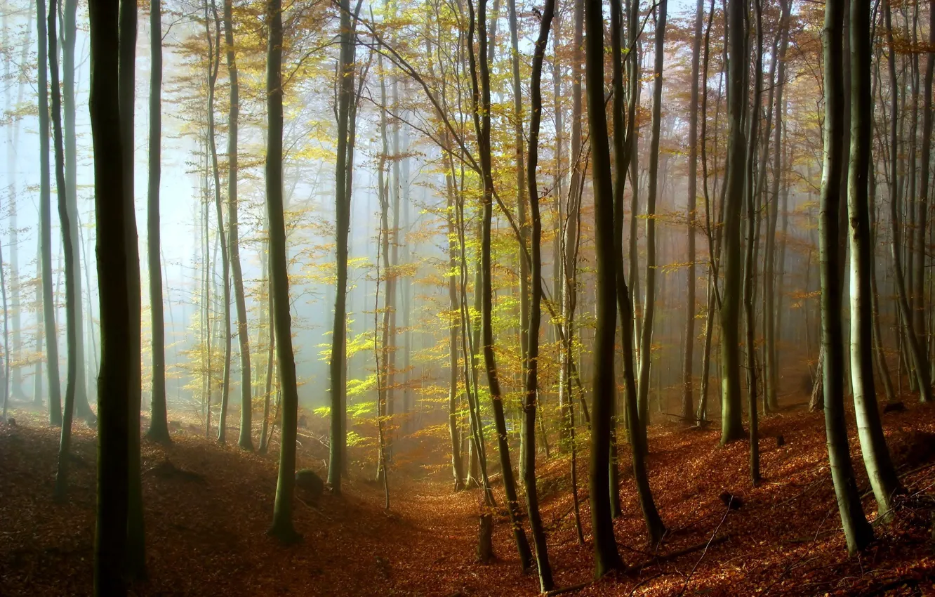 Photo wallpaper autumn, trees, fog, photo, foliage