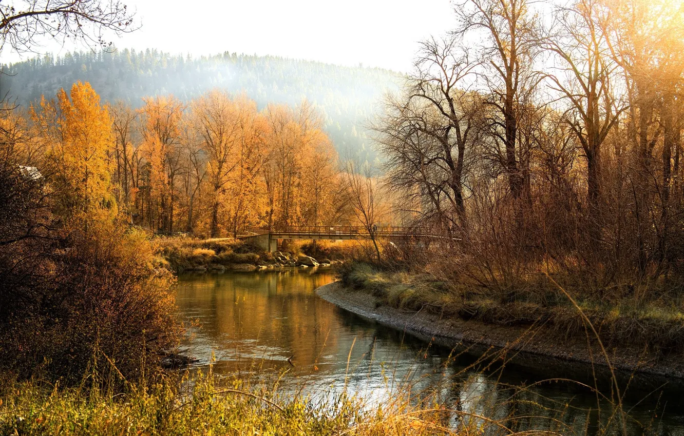 Photo wallpaper forest, river, bare trees