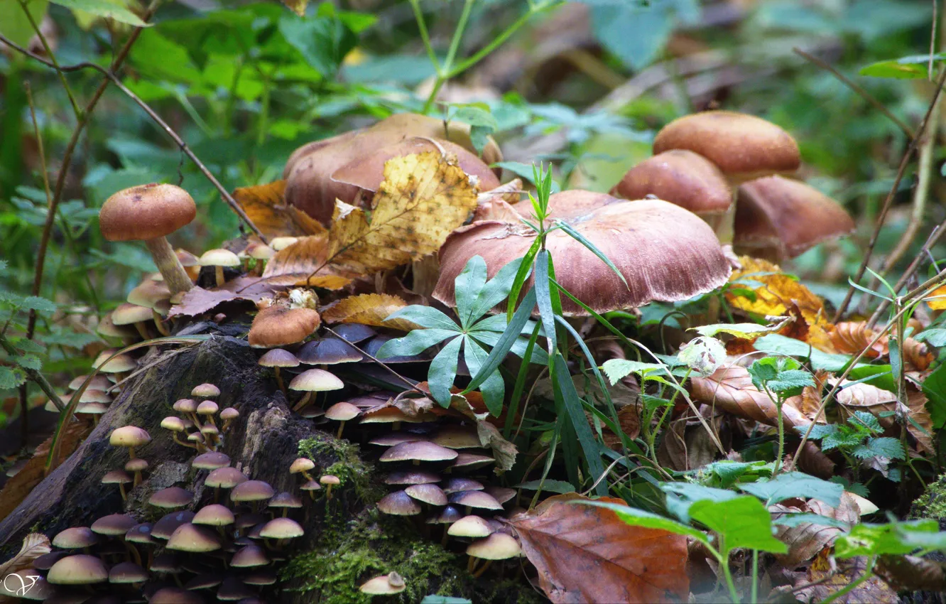 Photo wallpaper forest, Autumn, Mushrooms
