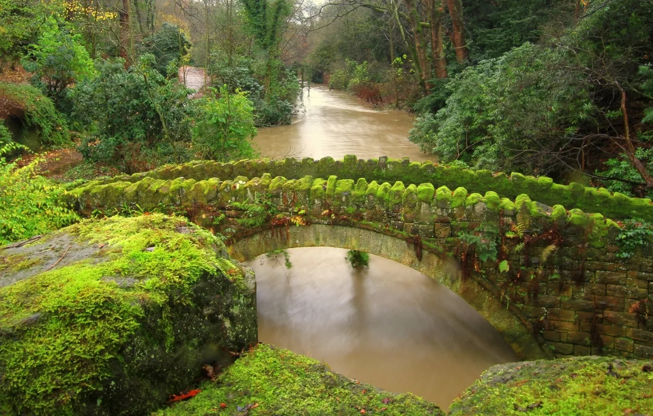 Photo wallpaper forest, bridge, river, stones, England, moss, Newcastle, England