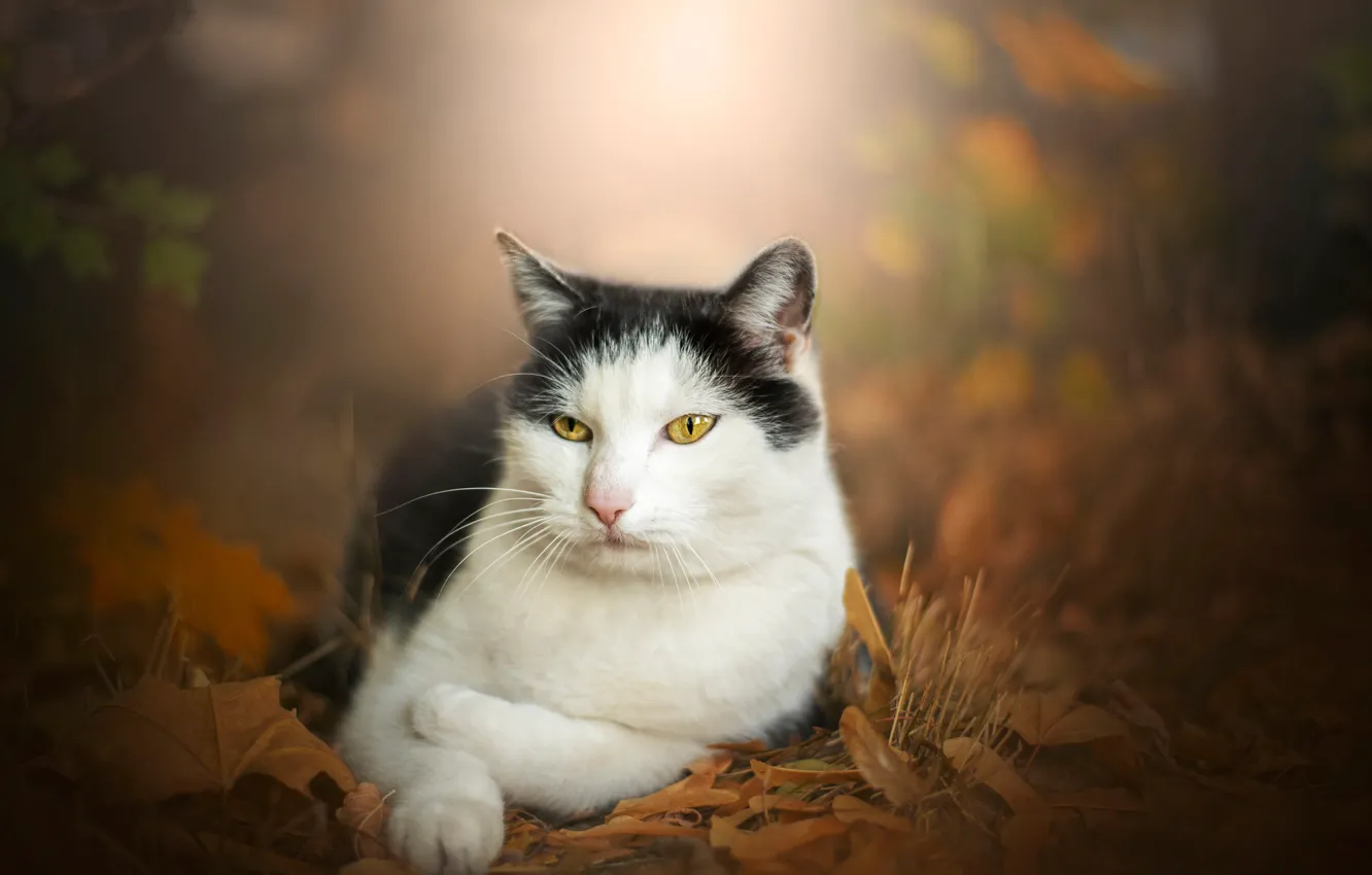 Photo wallpaper autumn, cat, portrait, bokeh, cat