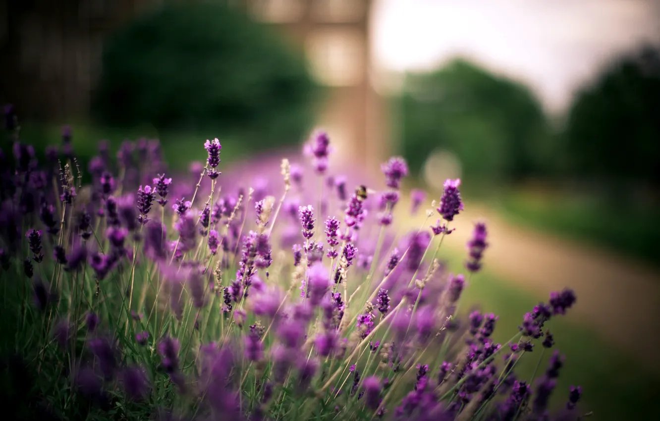 Photo wallpaper trees, flowers, nature, plant, blur, purple, path, lavender