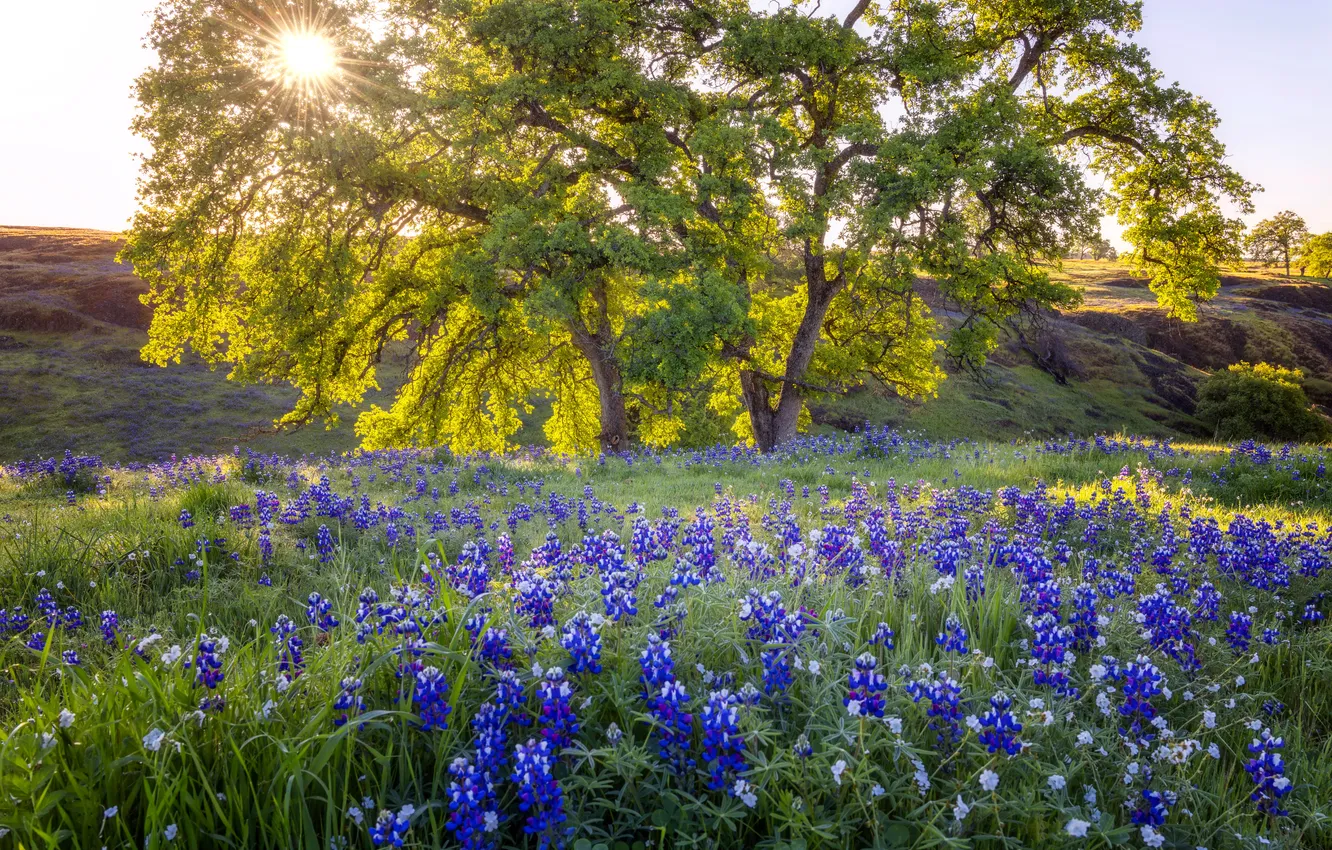 Photo wallpaper summer, flowers, nature
