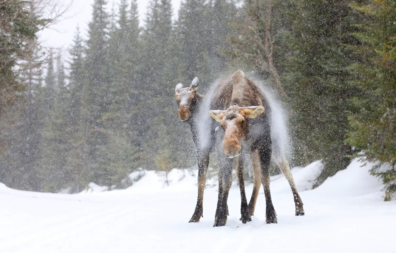 Photo wallpaper winter, forest, face, snow, pose, two, ate, pair