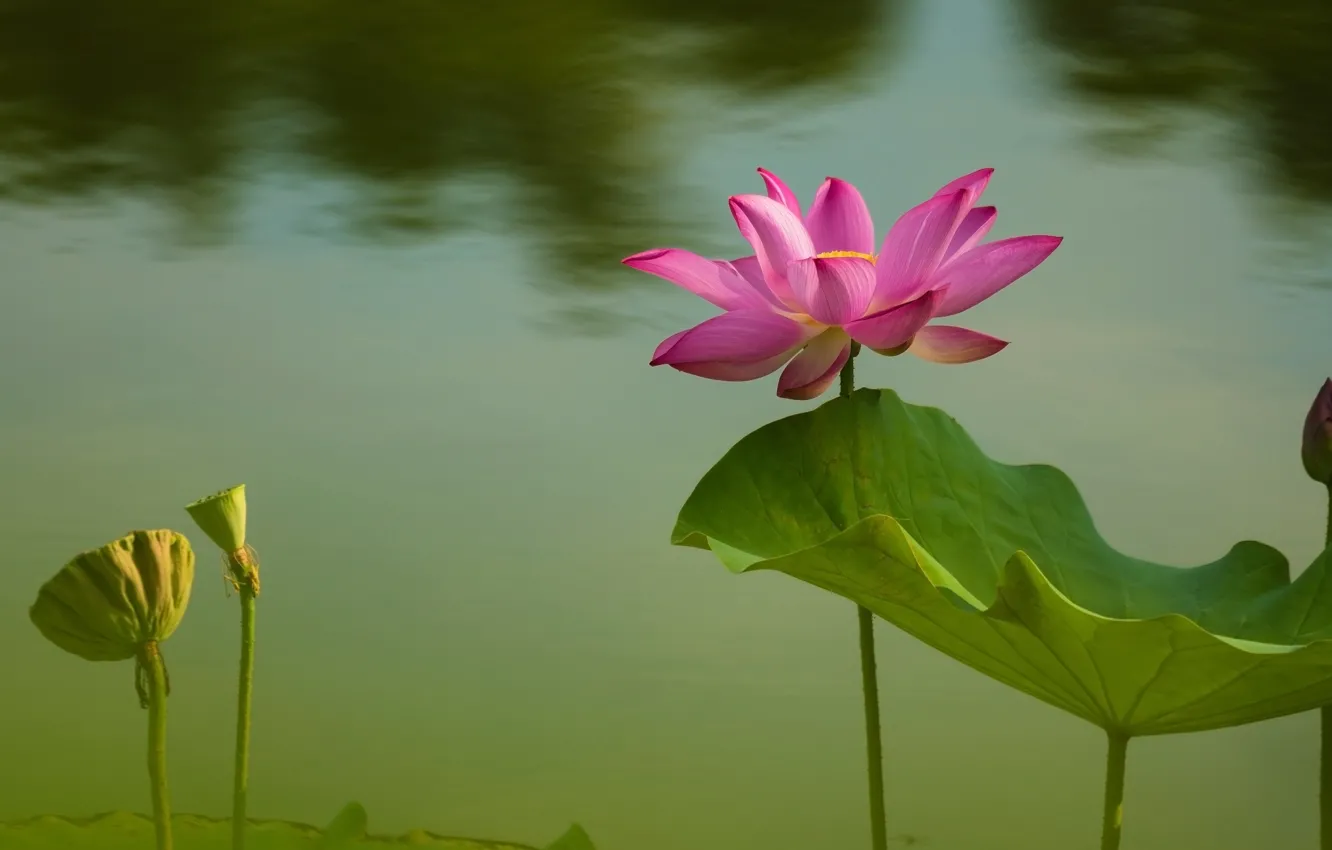 Photo wallpaper leaves, water, flowers, nature, pond, background, petals, Lotus