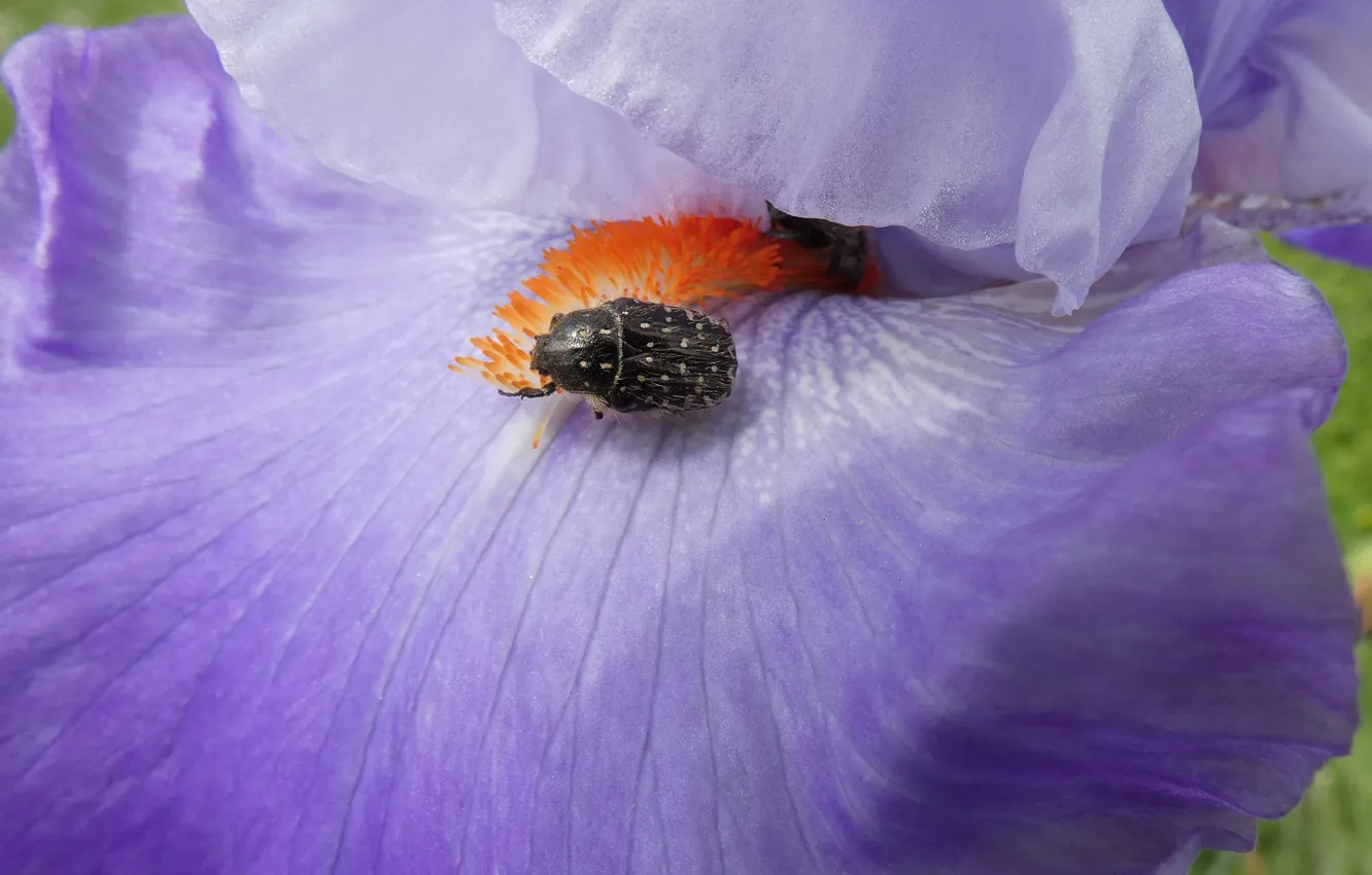 Photo wallpaper flower, macro, lilac, beetle, spring, petals, stamens, iris