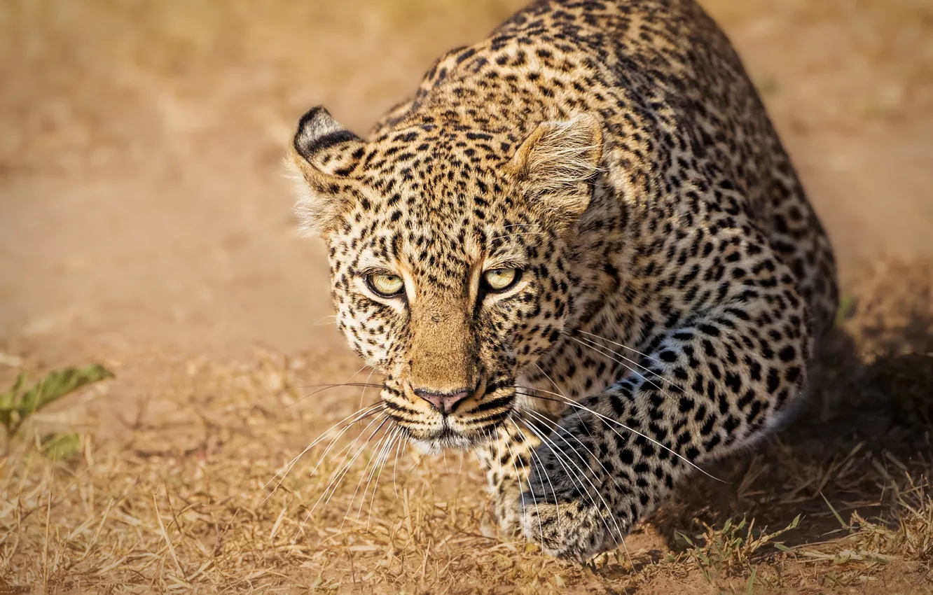 Photo wallpaper look, leopard, wild cat, Kenya, Kenya, Masai Mara, Masai Mara