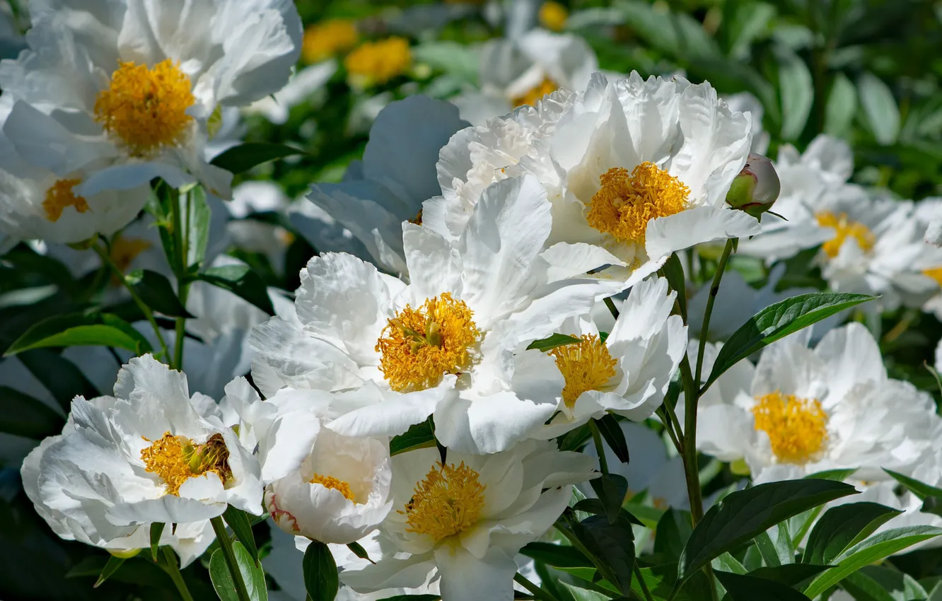 Photo wallpaper leaves, petals, buds, flowering, peonies