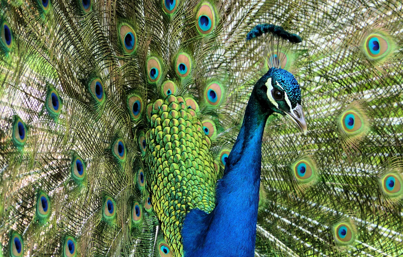 Photo wallpaper bird, portrait, feathers, fan, tail, peacock, bright plumage, the tail fan