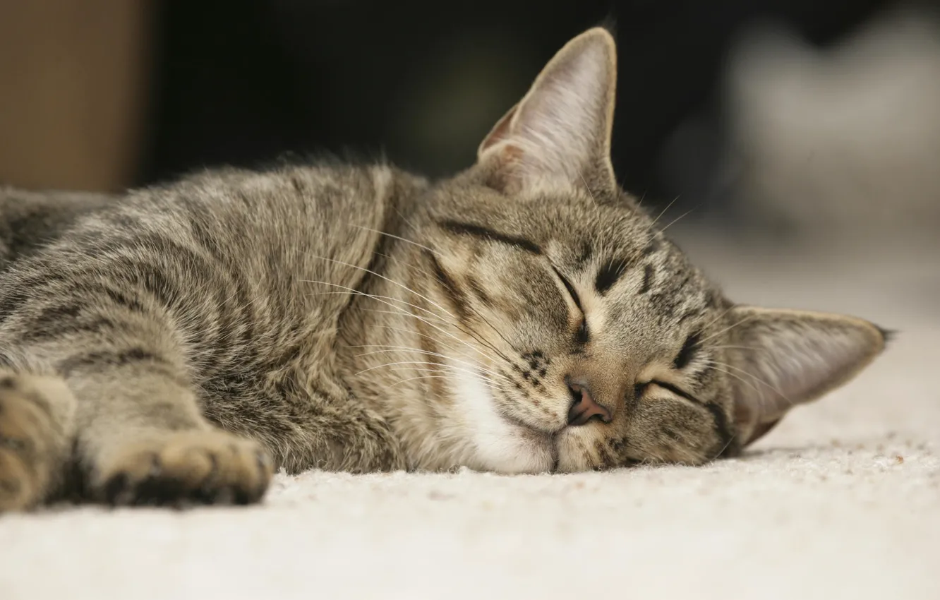Photo wallpaper cat, stay, sleep