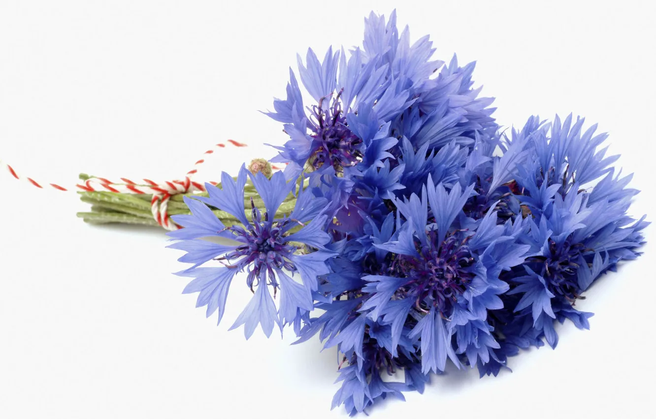 Photo wallpaper flower, blue, blue, bouquet, white background, cornflower, cornflowers, bluet