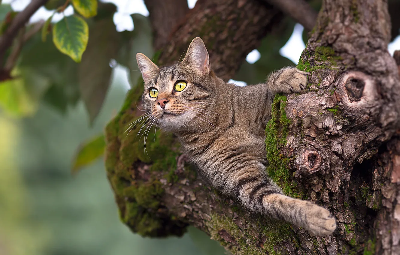 Photo wallpaper cat, leaves, tree, animal