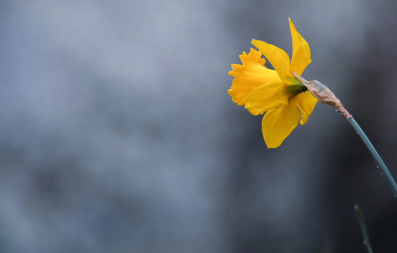 Photo wallpaper macro, flowers, nature