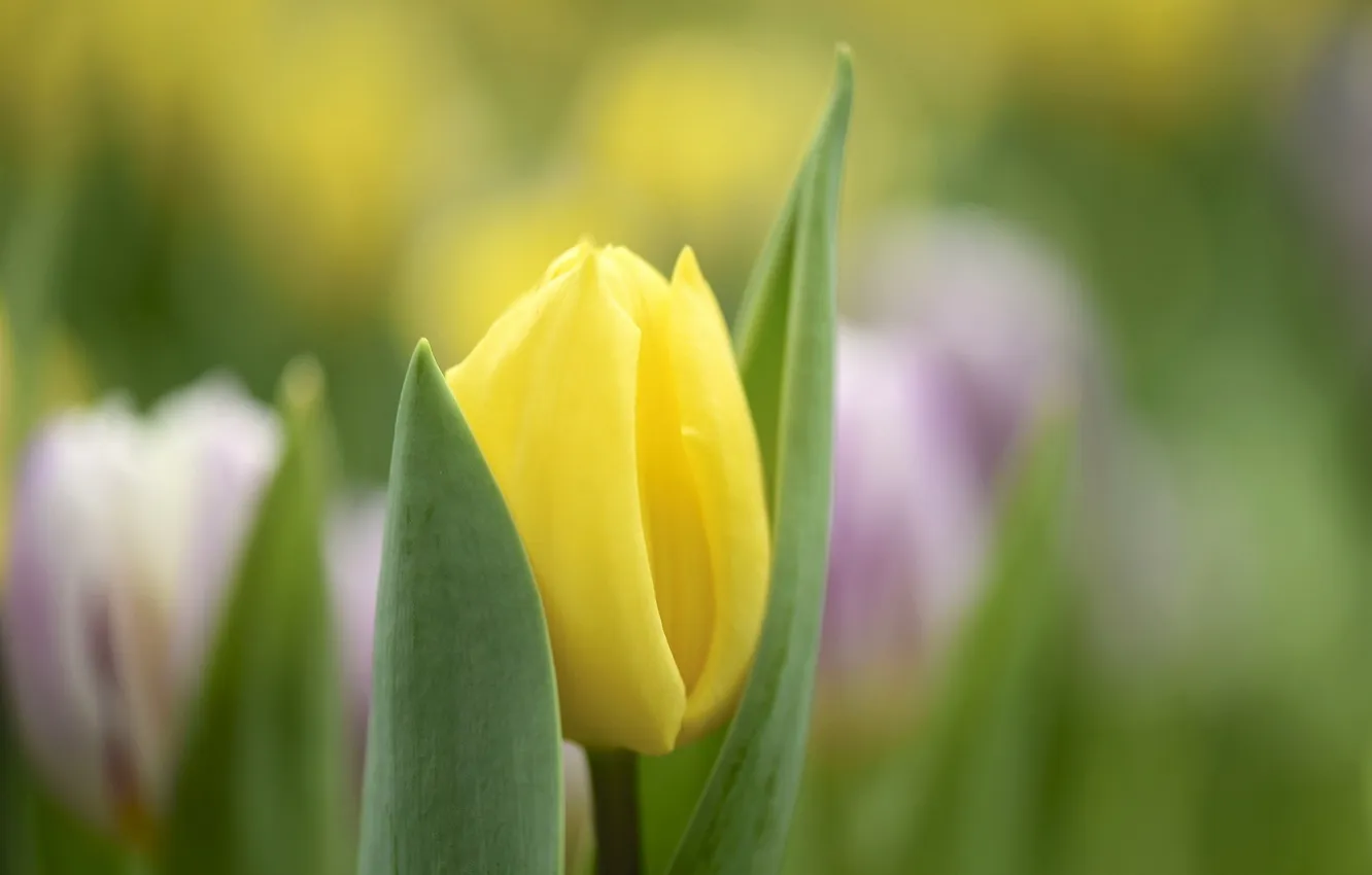 Photo wallpaper flowers, nature, tulips
